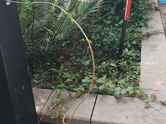 -吴越荣记苏州菜·松鼠桂鱼(月光码头店)
