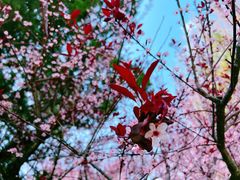 -海棠花溪(元大都城垣遗址公园)
