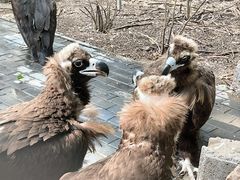 -沈阳鸟岛