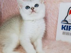 -十年猫舍·猫咪专门店(普陀店)