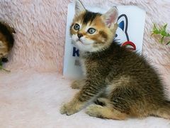 -十年猫舍·猫咪专门店(普陀店)