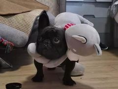 -萌宠之家·腊肠犬·马尔泰·小体犬舍