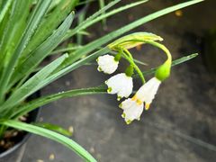 -龙大花卉苗木市场