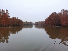 -池杉湖湿地公园