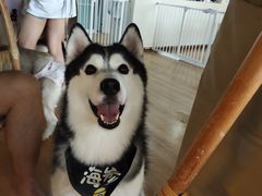-Husky Go! 哈士奇体验馆·宠物咖啡厅狗咖
