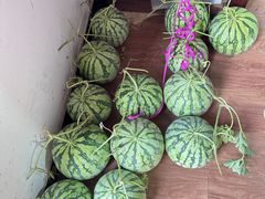 -南汇新场正宗水蜜桃采摘