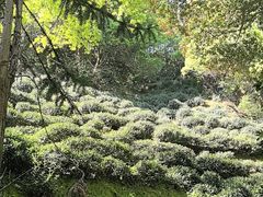 -十八棵（老龙井）御茶园(老龙井店)