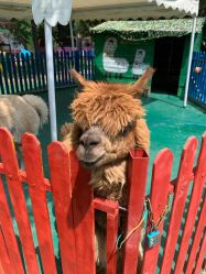 -萌宠亲子动物乐园(槐房万达店)