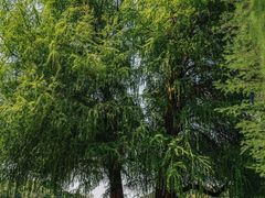 -南宁良凤江国家森林公园