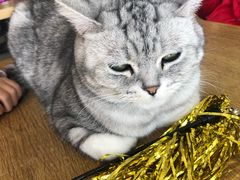 -平行世界·猫咖(首经贸店)