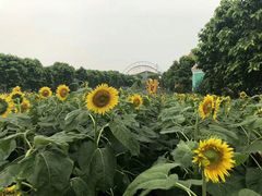 -百万葵园
