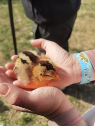 -268童话露营农场·烧烤·团建