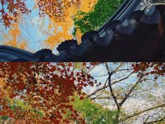 -秋霞圃