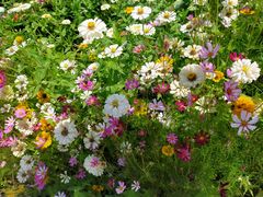 -亚龙湾国际玫瑰谷