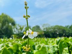 -溱湖国家湿地公园