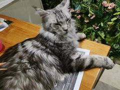 -猫小院猫主题餐厅(三里屯店)