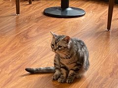 -猫爪屋猫咖(乐汇城店)