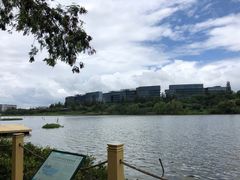-华侨城湿地公园