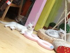-万小咖.猫咖(中山路天虹店)