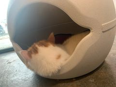 -喵屿·大理花园猫咖