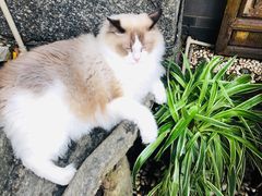 -喵屿·大理花园猫咖