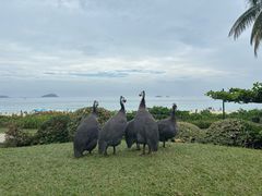 -三亚亚龙湾天域度假酒店