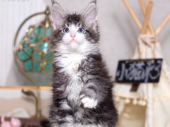 -小猫来了·猫舍(红山六九七九店)