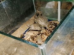 -尚宴牛特鲜自助(太原街万达店)