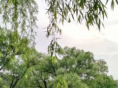 -上海共青森林公园