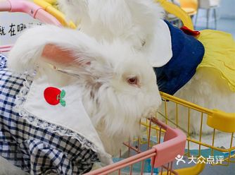 石家庄探店 | 安哥拉巨兔来rua兔兔～