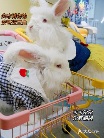 石家庄探店 | 安哥拉巨兔来rua兔兔~