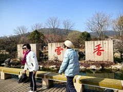 -香雪海