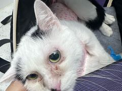 -纳吉亚猫专科动物诊疗中心(蒋宅口分院)