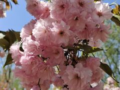 -长白岛森林公园