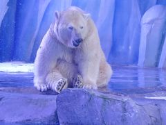 -上海海昌海洋公园-冰山北极馆