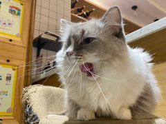 -滚猫咖啡·猫咖·猫友好撸猫(未来城店)