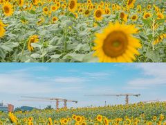 -光明小镇欢乐田园