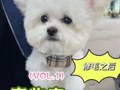 -唐小姐の猫狗洗护·购宠旗舰店(周浦万达店)