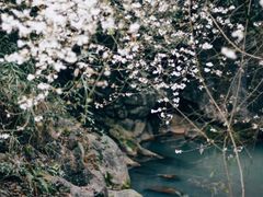 -华蓥山天意谷景区