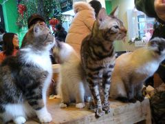 -李小姐の猫咖啡馆(五角场店)