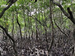 -东寨港红树林旅游区