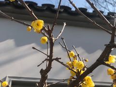 -无锡梅园公园