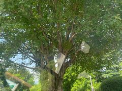 -福建鲤鱼洲酒店