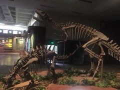 -自贡恐龙博物馆