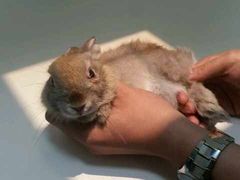 -瑞派·关忠动物医院·异宠专科·犬猫肿瘤·皮肤专科(望京店)