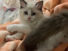 -lincat·猫舍(广州店)