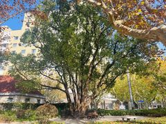 -徐家汇源景区-衡山公园