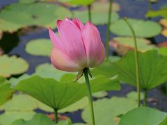-莲花池公园