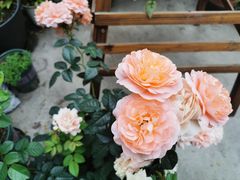 -柴犬高等学院·狗咖·柴犬售卖·宠物训练