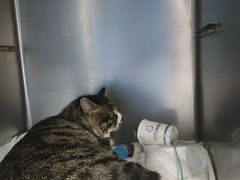 -纳吉亚猫专科动物诊疗中心(蒋宅口分院)